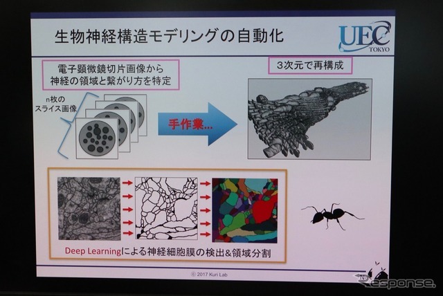 ありの触覚の神経細胞の画像認識にもAIを応用したという実験