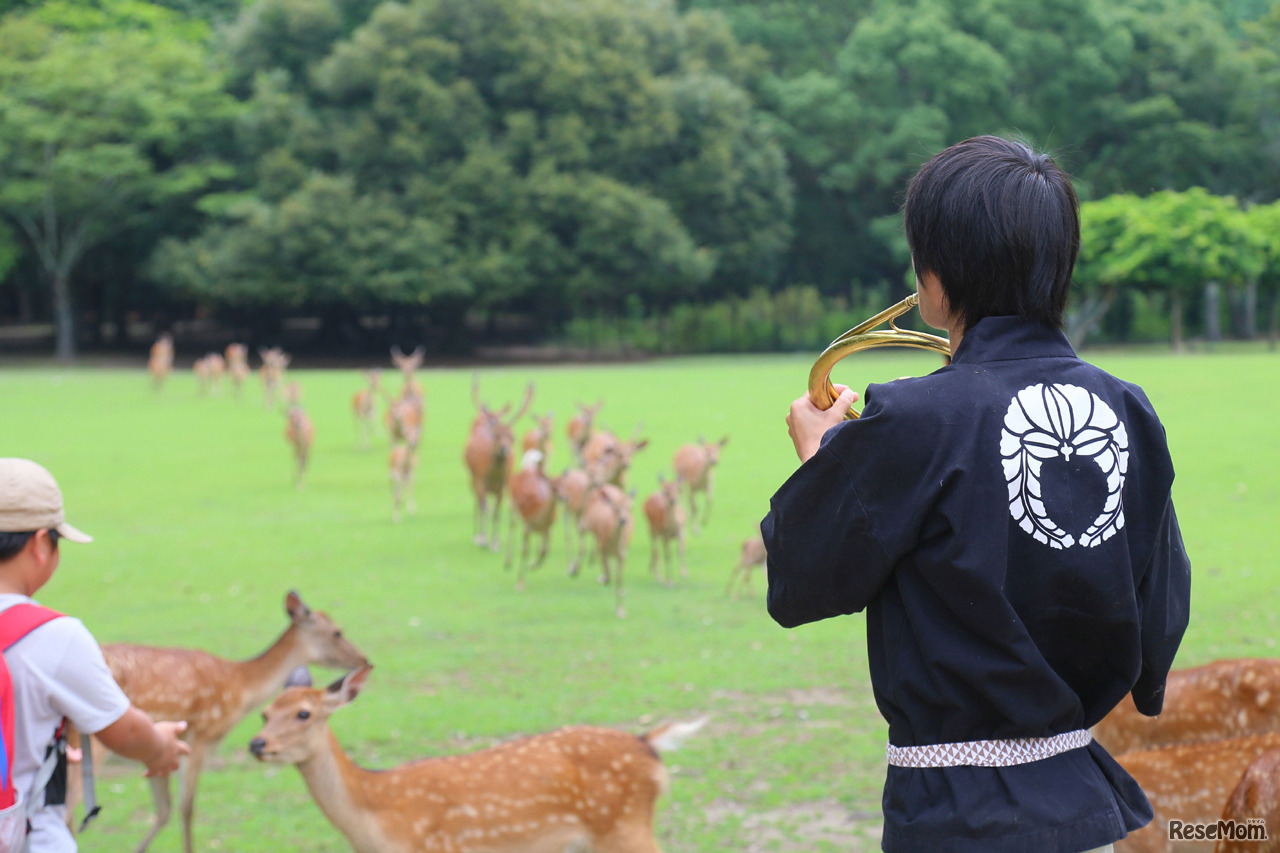 奈良公園、足音とともに大群で押し寄せる鹿たち