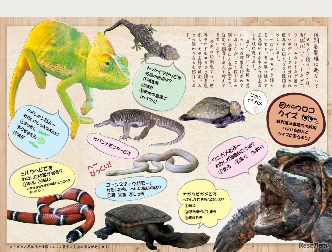 へ～、びっくり！目からウロコのはちゅう類展