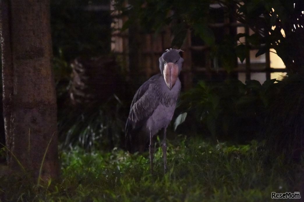 上野動物園「真夏の夜の動物園」ハシビロコウ　（公財）東京動物園協会