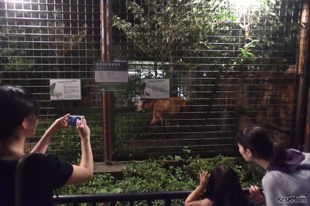 上野動物園「真夏の夜の動物園」タテガミオオカミ　（公財）東京動物園協会