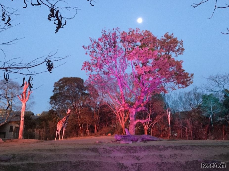 天王寺動物園「夏のナイトZOO」　写真提供：天王寺動物園