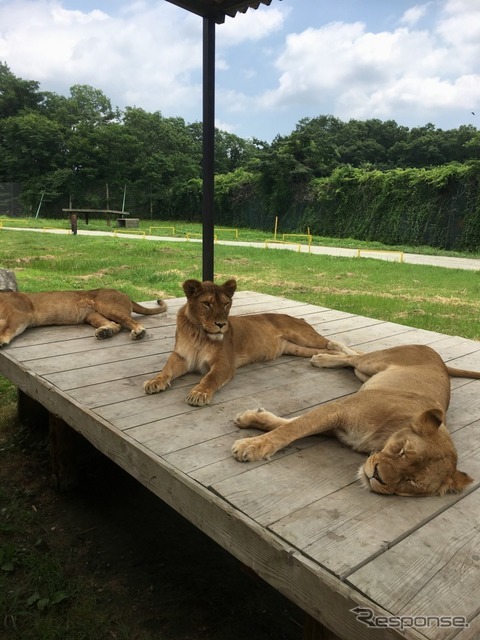 那須サファリパーク アクティビティバス「WILD RIDE」