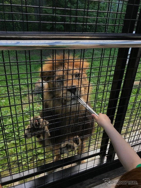 那須サファリパーク アクティビティバス「WILD RIDE」