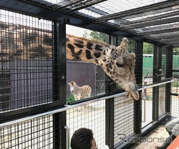 那須サファリパーク アクティビティバス「WILD RIDE」