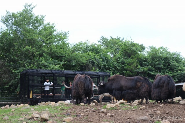 那須サファリパーク アクティビティバス「WILD RIDE」