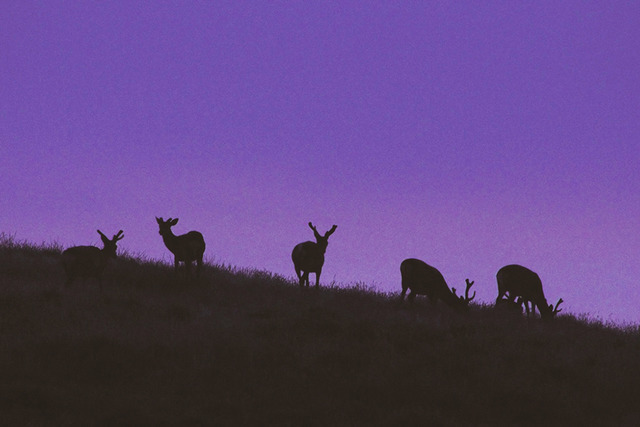 テント設営や撤収講習つきの「気軽に手ぶらdeキャンプ体験」開催