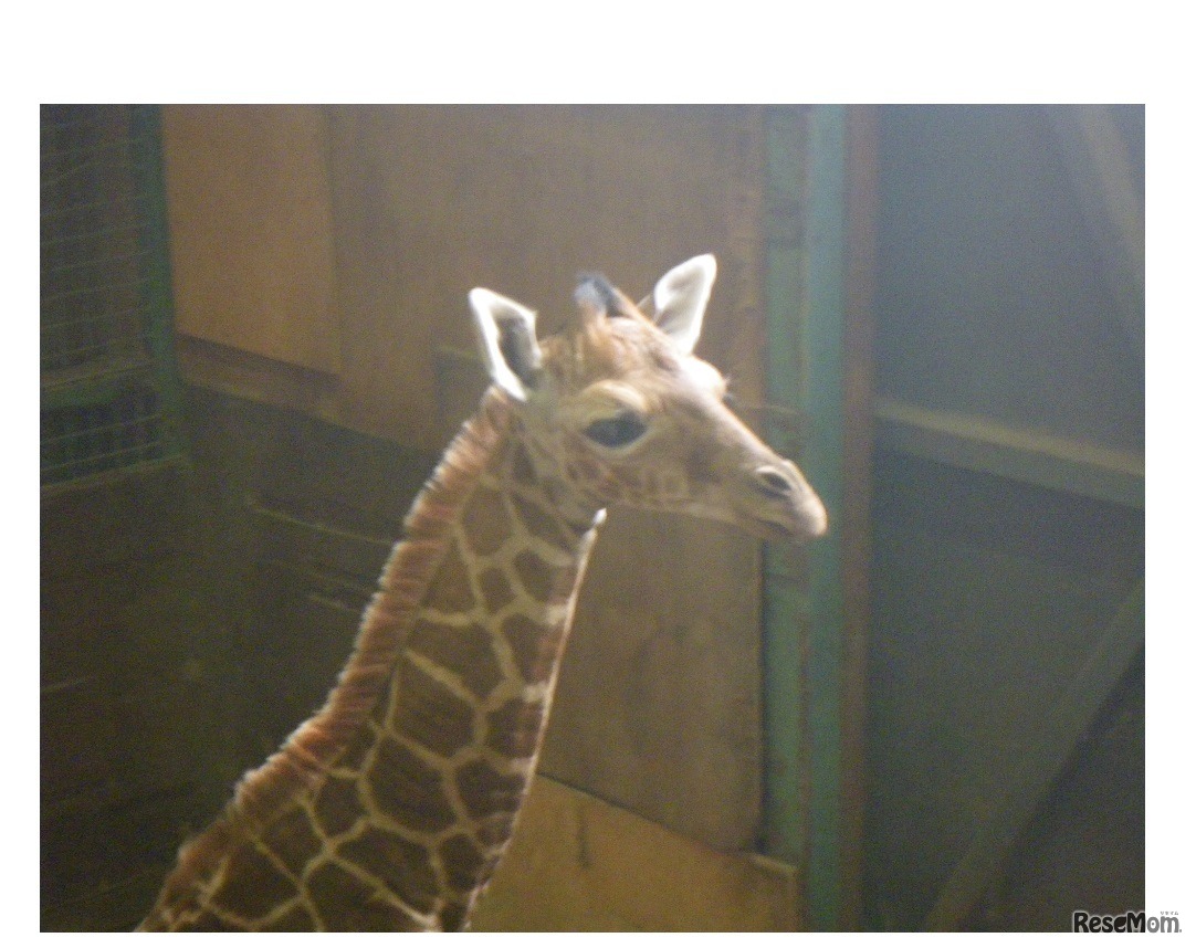 アミメキリンの赤ちゃん