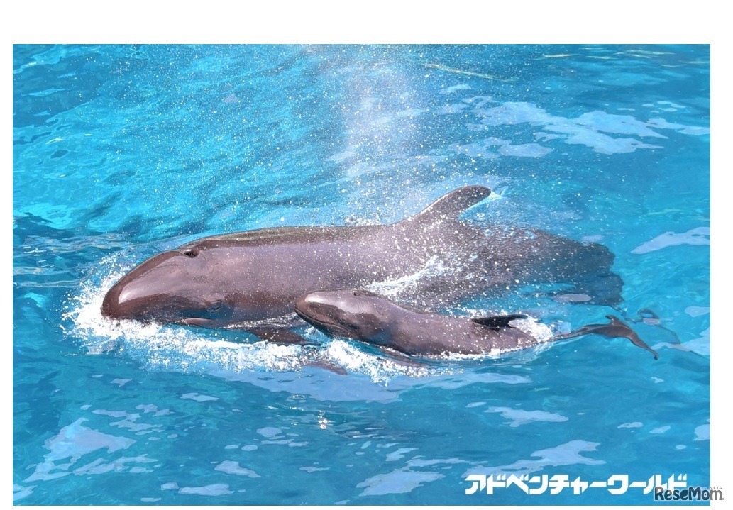 オキゴンドウの親子