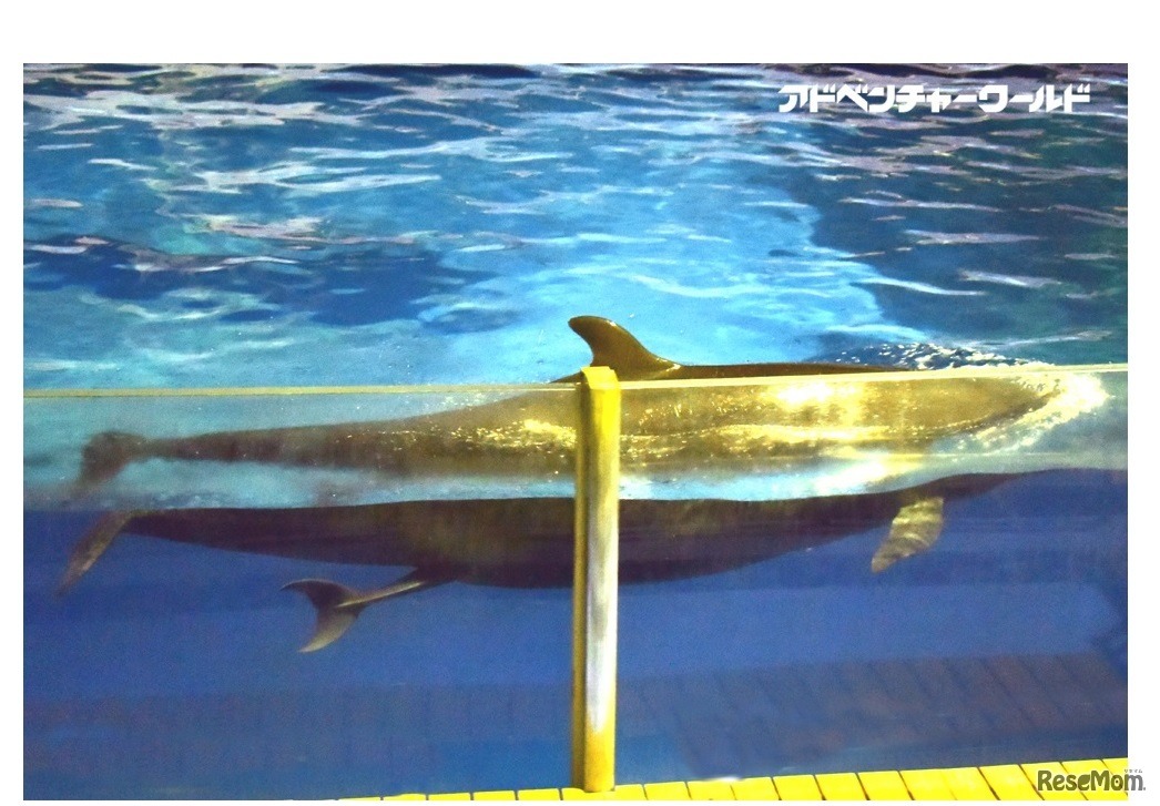 出産直前のようす