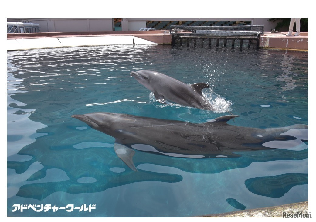 アドベンチャーワールド鯨類繁殖プロジェクト
