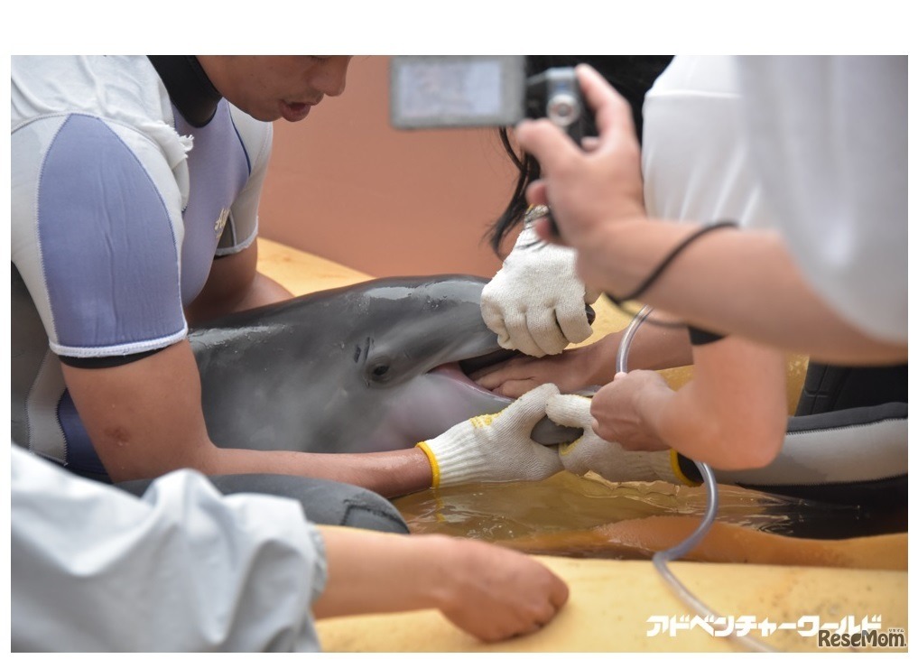 アドベンチャーワールド鯨類繁殖プロジェクト