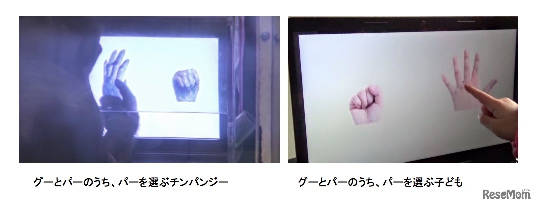 じゃんけんの訓練をするチンパンジー（左）と子ども（右）
