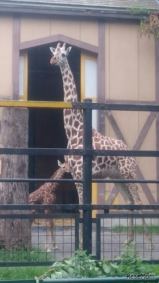 アミメキリンのオスの赤ちゃん