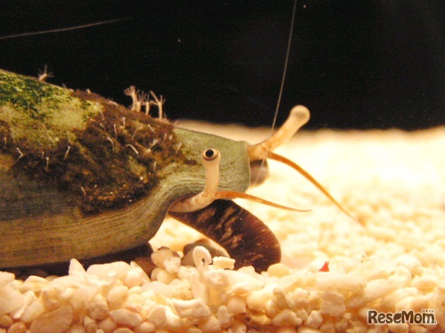 飼育スタッフに重宝されるが主役になれない「マガキガイ」