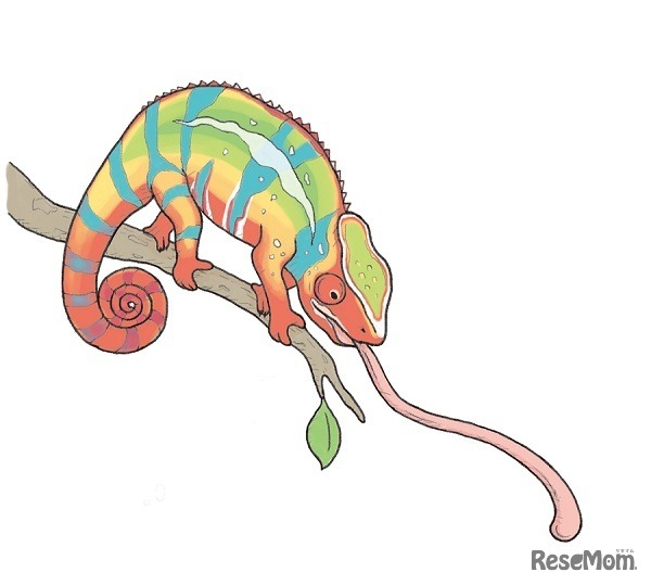 色が変わるのは気分次第の「カメレオン」