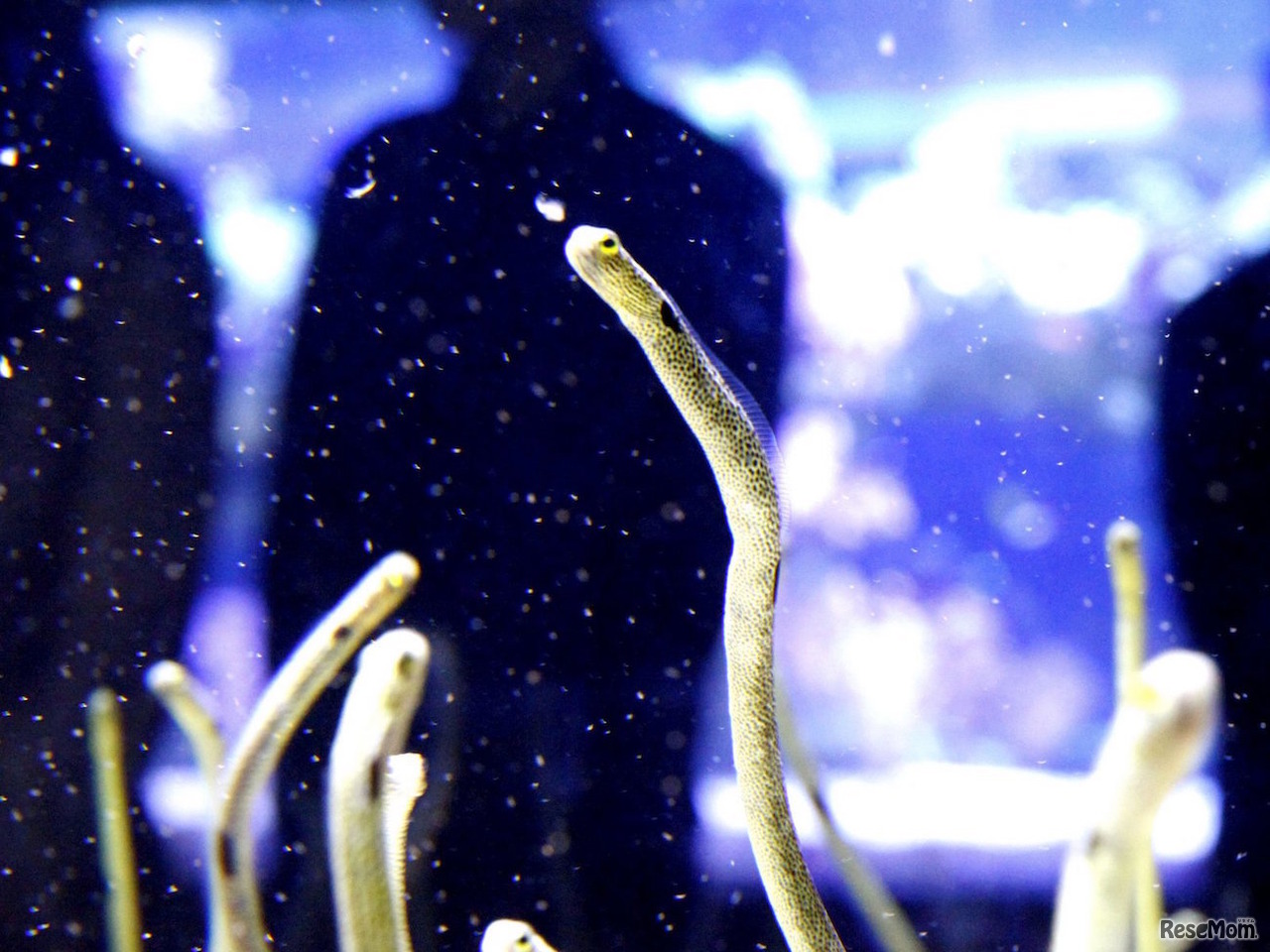 チンアナゴの「さあ、ゴハン！」（イメージ）