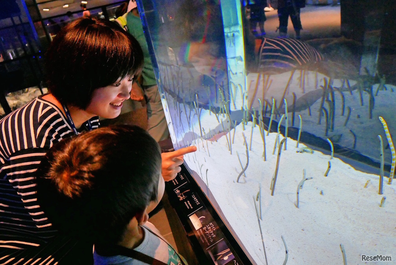 チンアナゴの「さあ、ゴハン！」（イメージ）