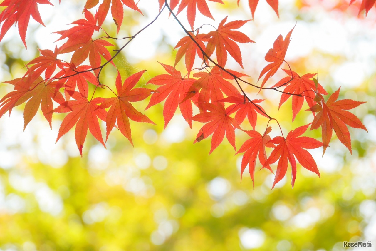 画像はイメージです