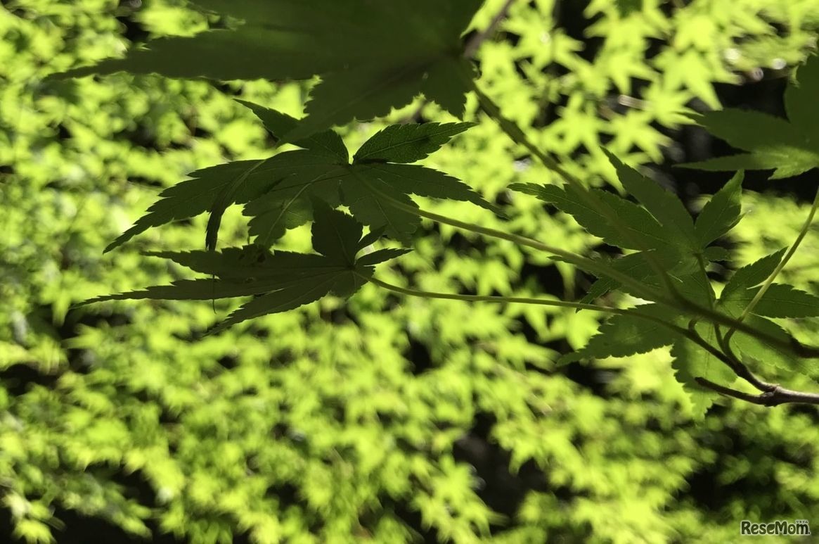 画像はイメージです