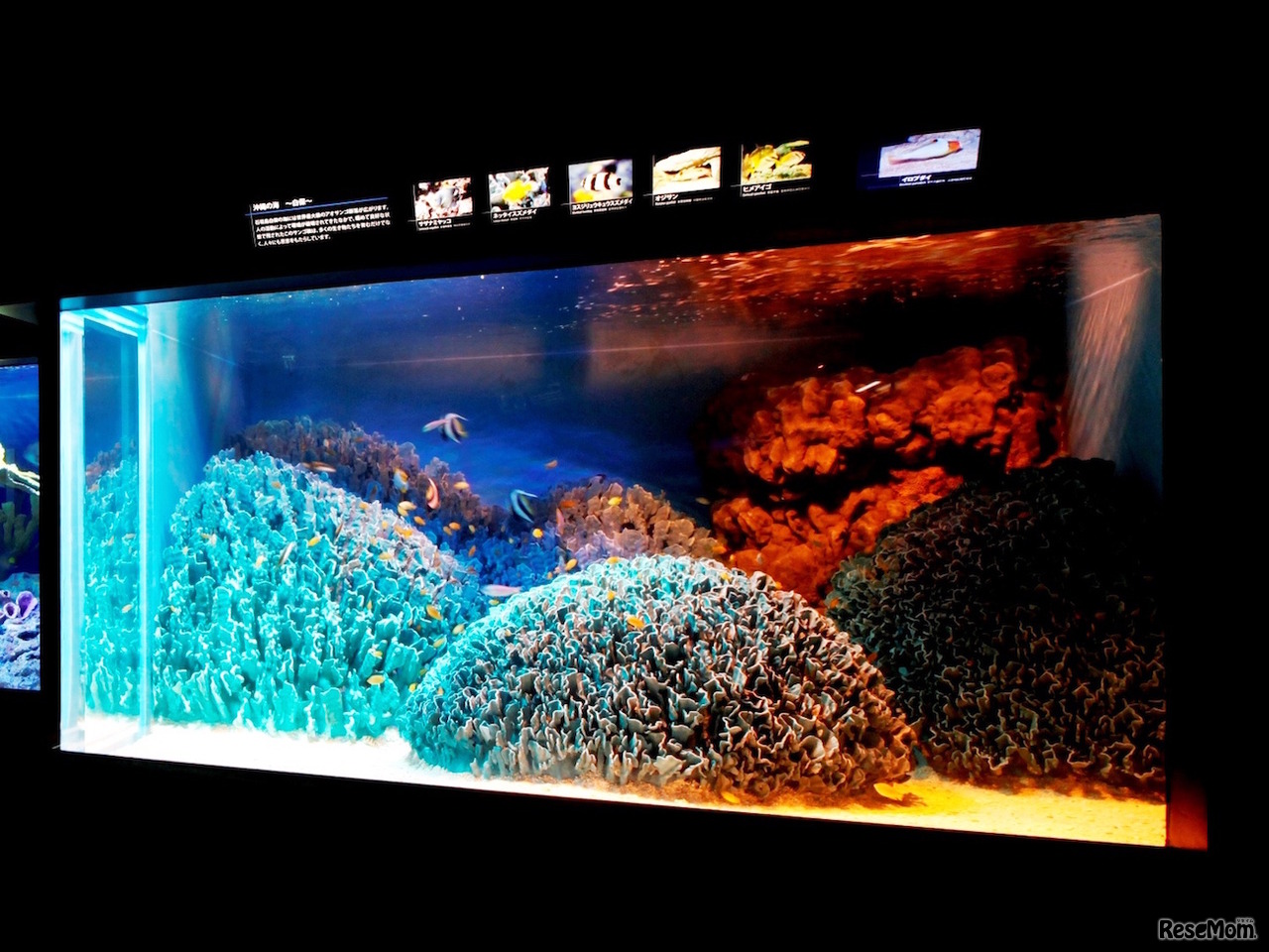 水槽ピカピカ大作戦！で清掃予定の「沖縄の海～白保～」水槽