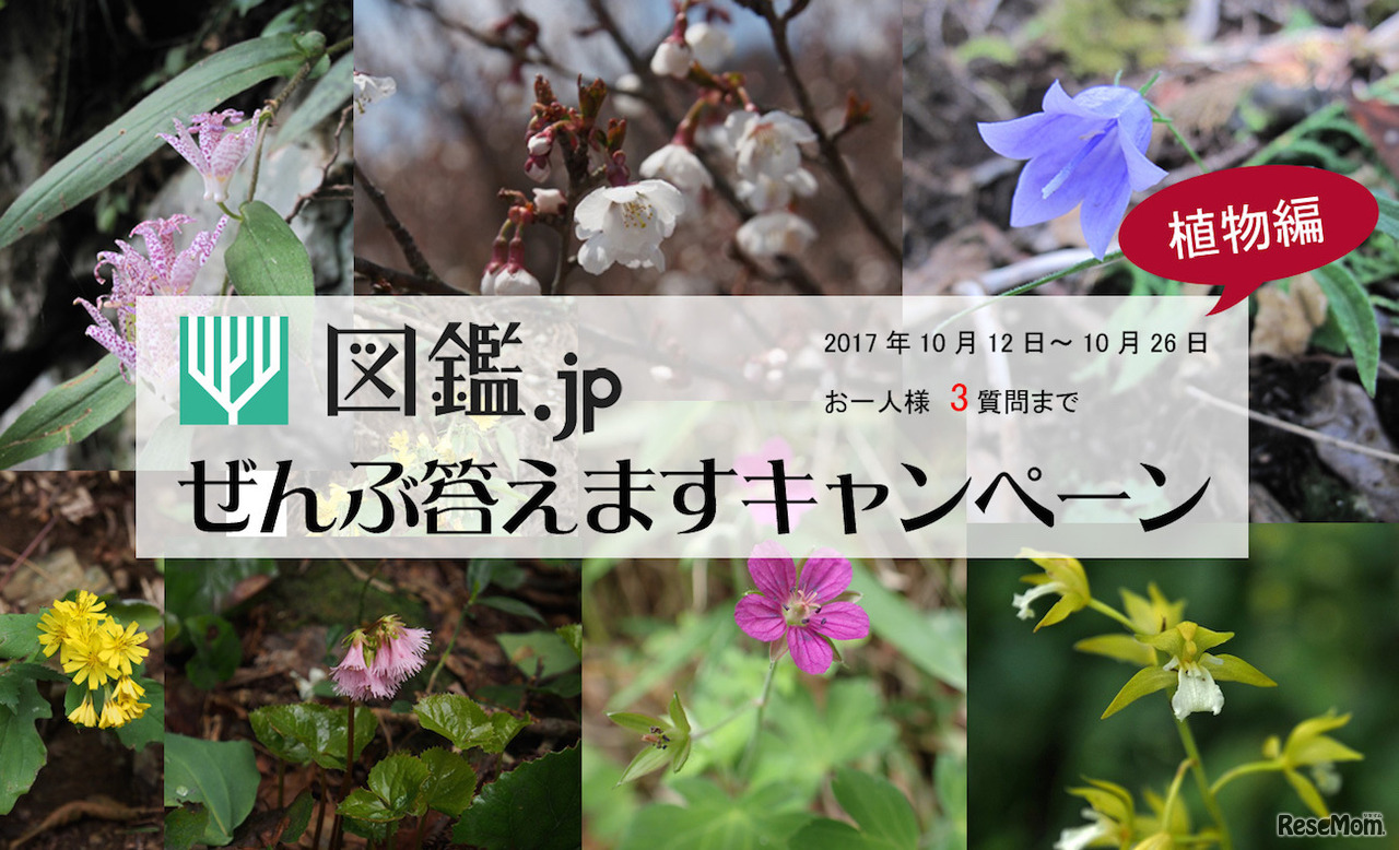 図鑑.jp　ぜんぶ答えますキャンペーン植物編