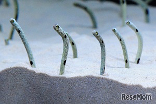 チンアナゴ展示イメージ