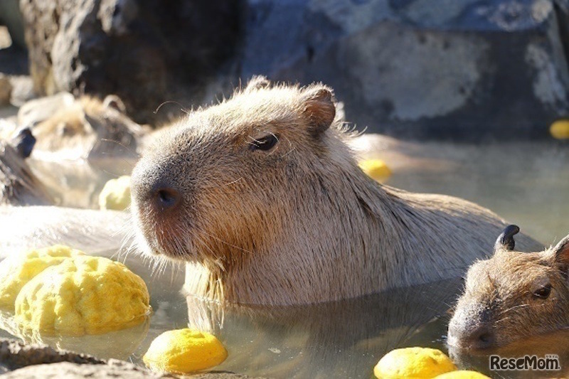 伊豆シャボテン動物公園　元祖カピバラの露天風呂