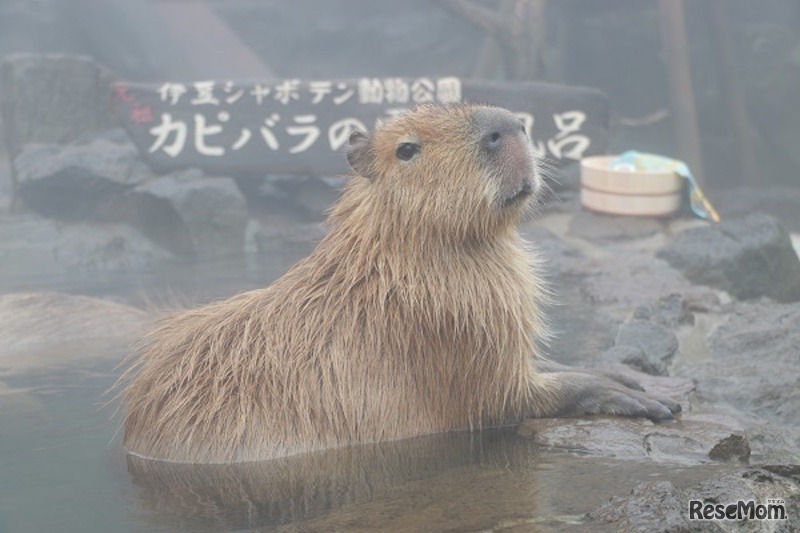 伊豆シャボテン動物公園　元祖カピバラの露天風呂