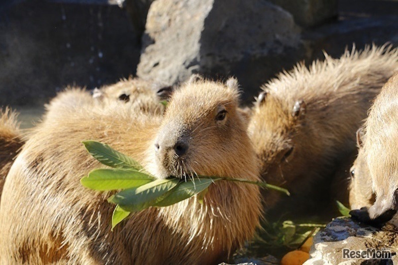 伊豆シャボテン動物公園　元祖カピバラの露天風呂
