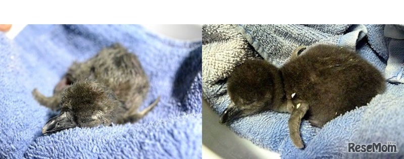 孵化直後のケープペンギンの赤ちゃん（画像左）2017年11月29日に誕生（画像右）12月1日に誕生