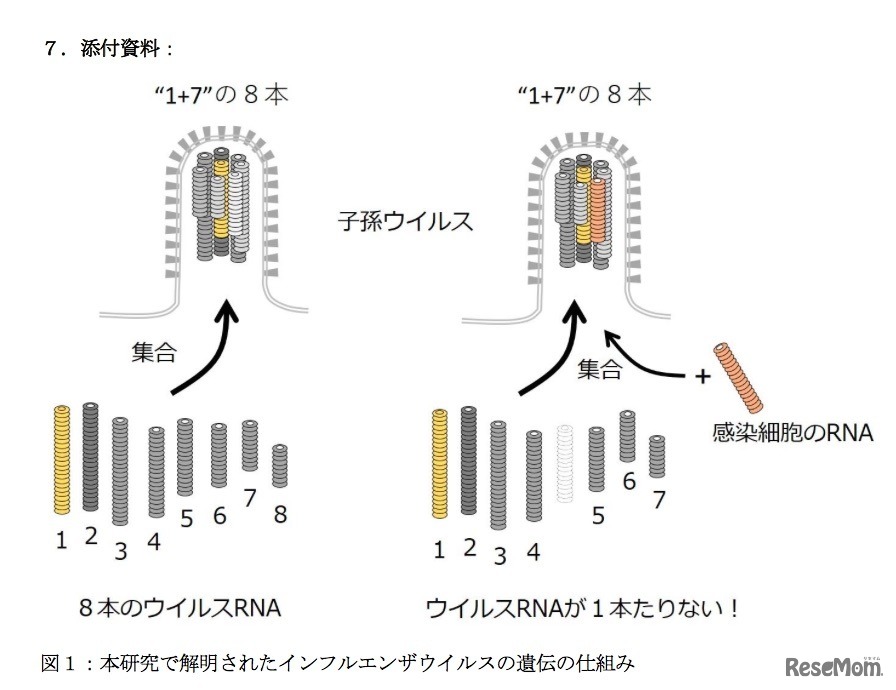 研究で解明されたインフルエンザウイルスの遺伝の仕組み