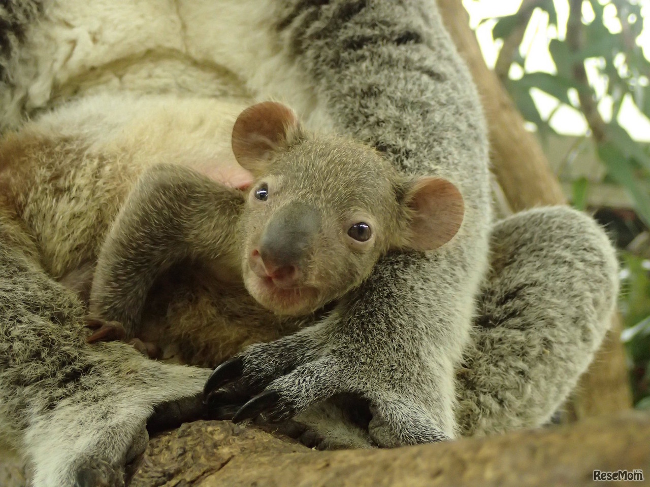 赤ちゃんコアラ（平成30年1月12日撮影）