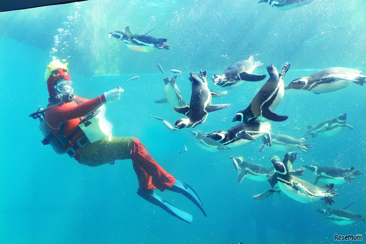 マゼランペンギンの水中フィーディング節分ver.