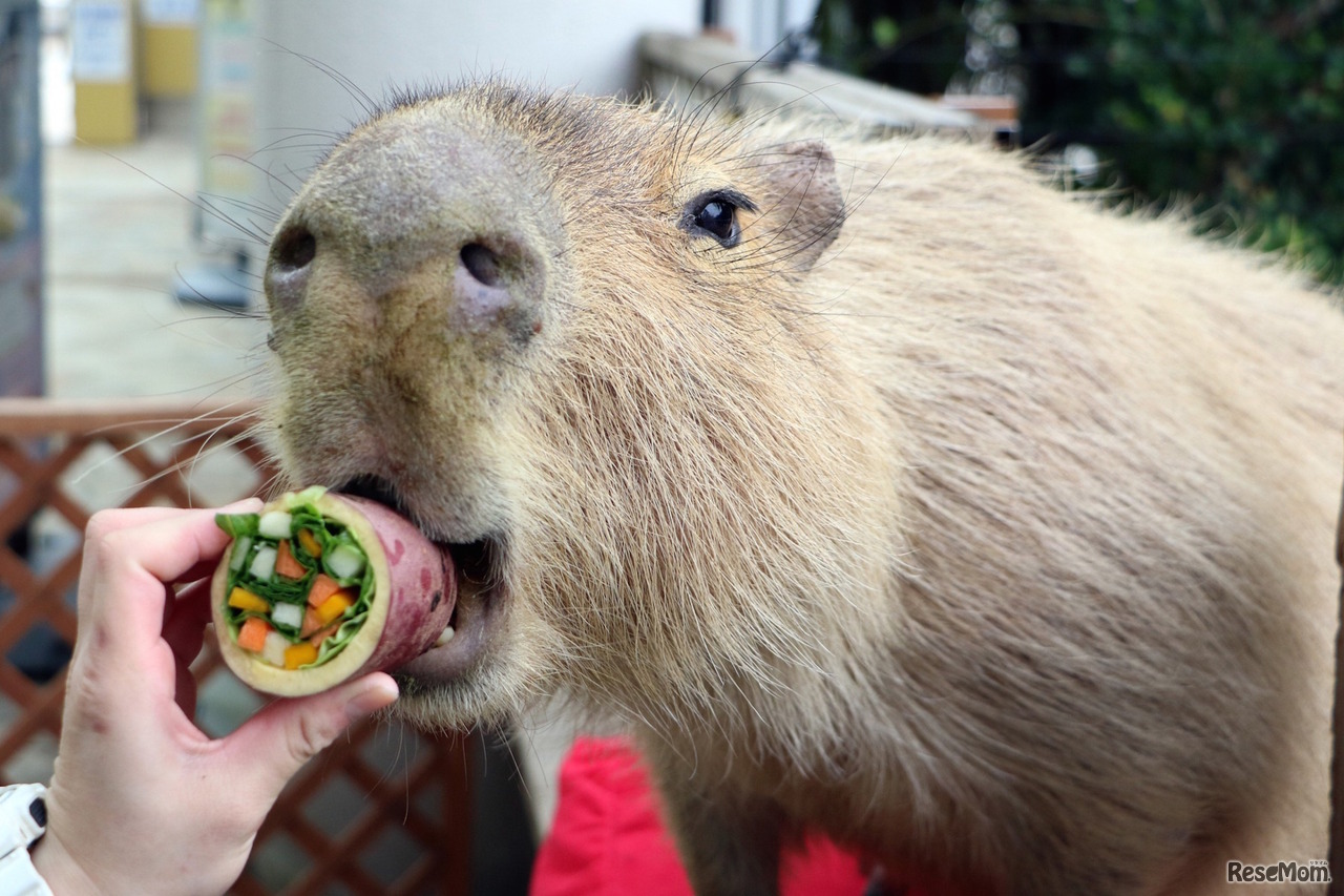 カピバラの恵方巻プレゼント