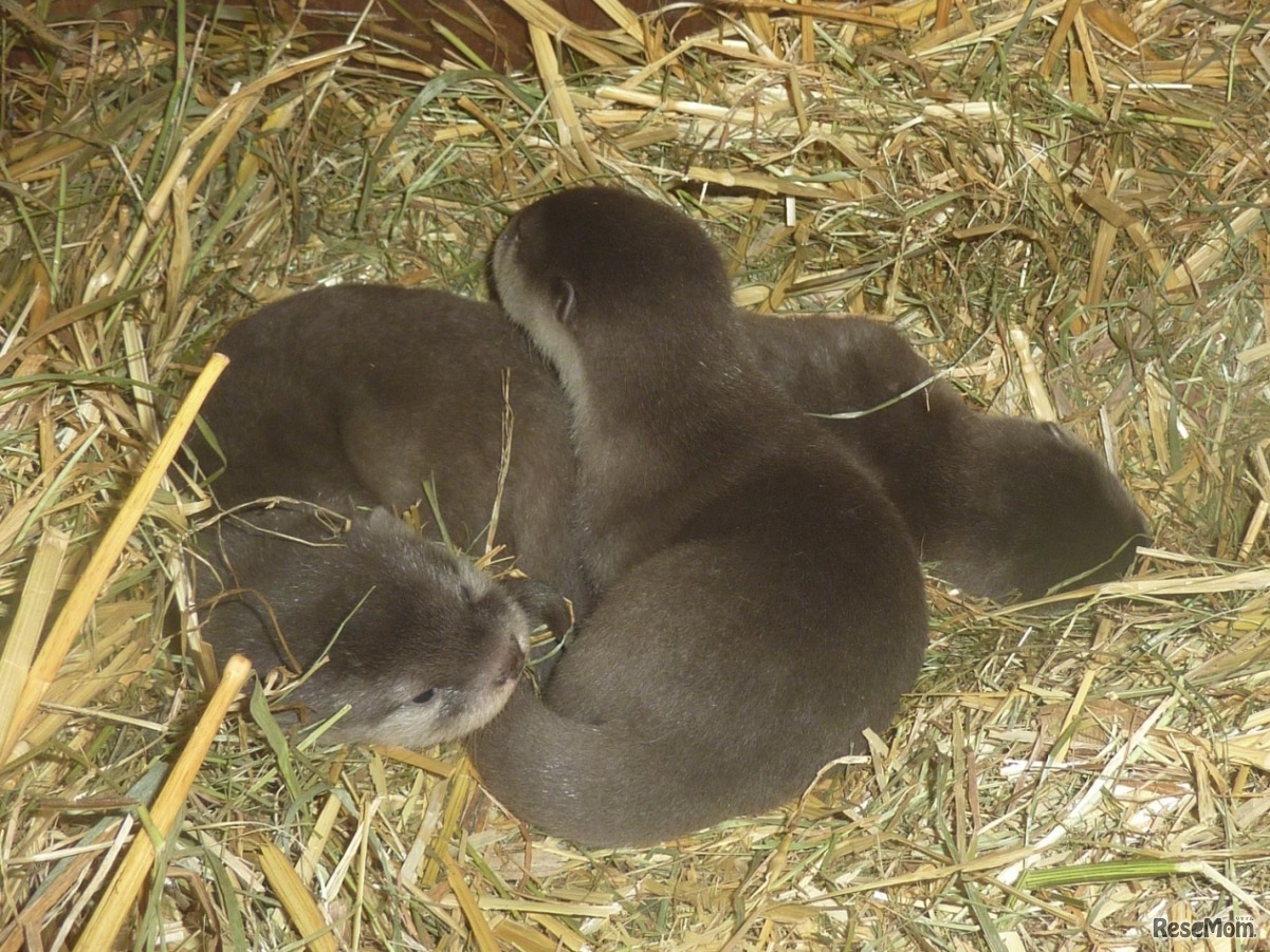赤ちゃん3頭のようす（平成30年1月8日撮影）