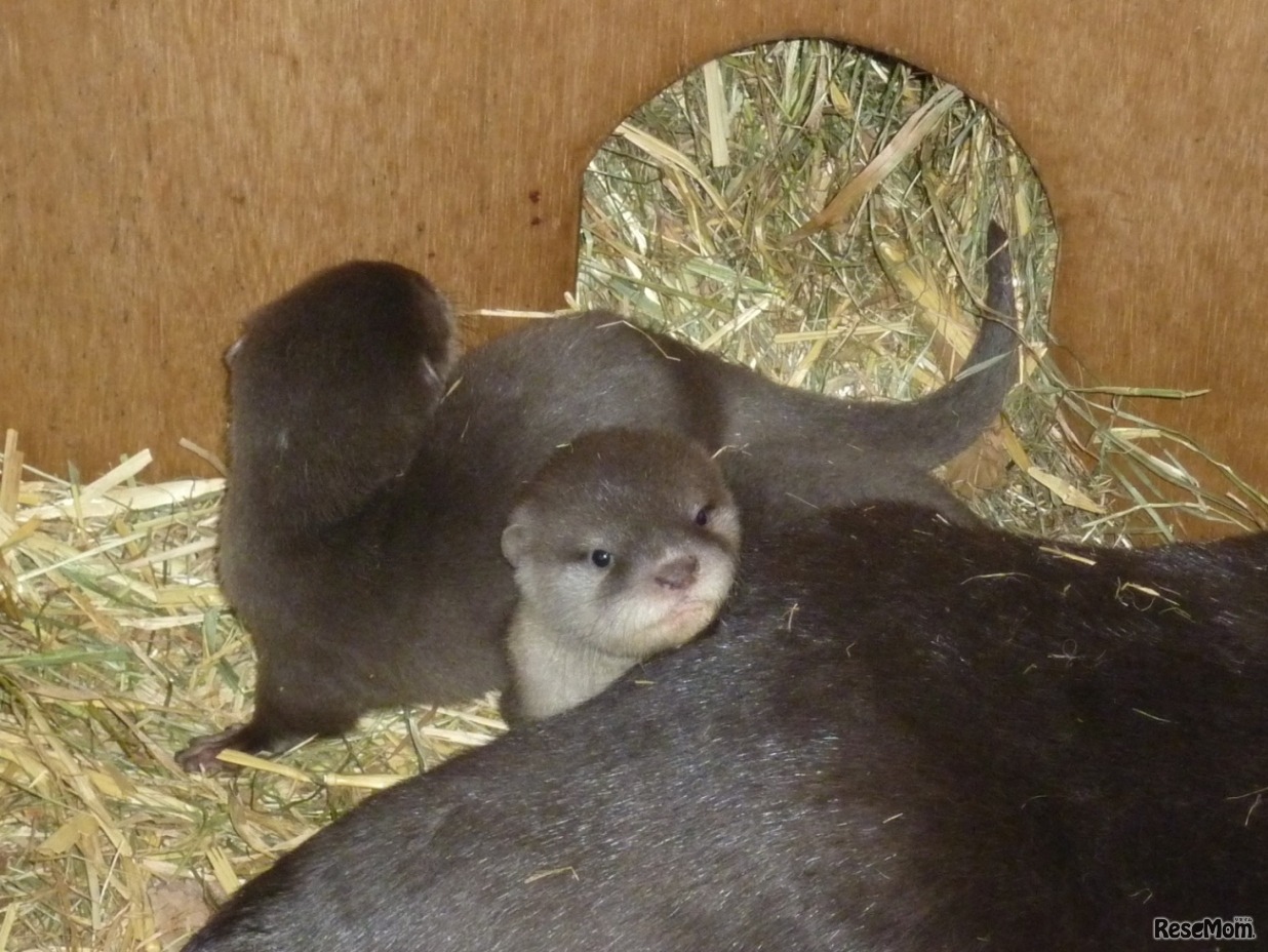 赤ちゃんのようす（平成30年1月8日撮影）