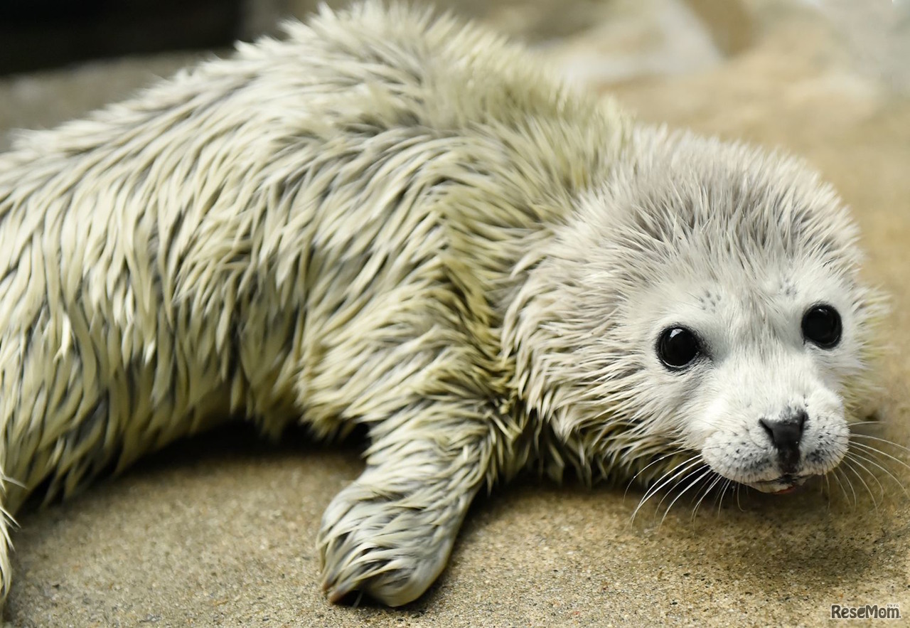 平成30年1月27日に生まれたゴマフアザラシの赤ちゃん（1月29日撮影）