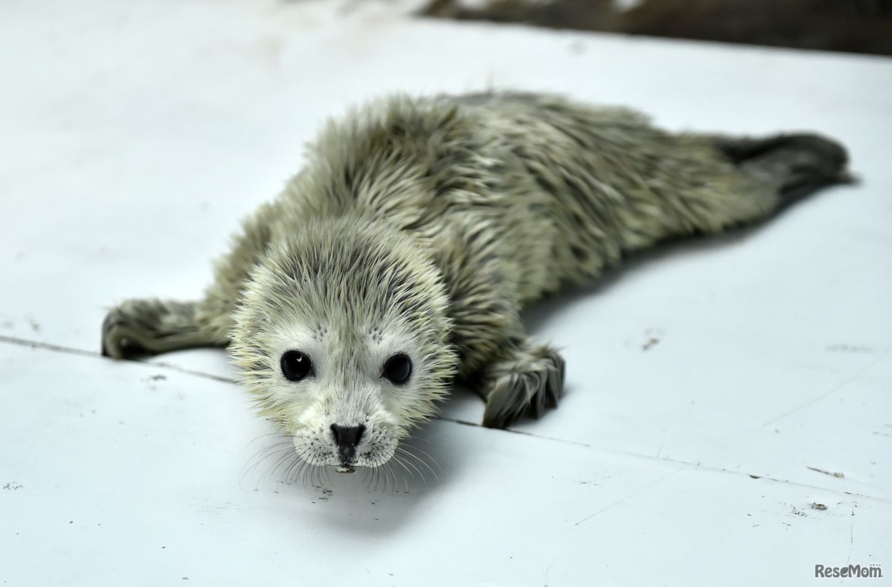 平成30年1月27日に生まれたゴマフアザラシの赤ちゃん（1月29日撮影）