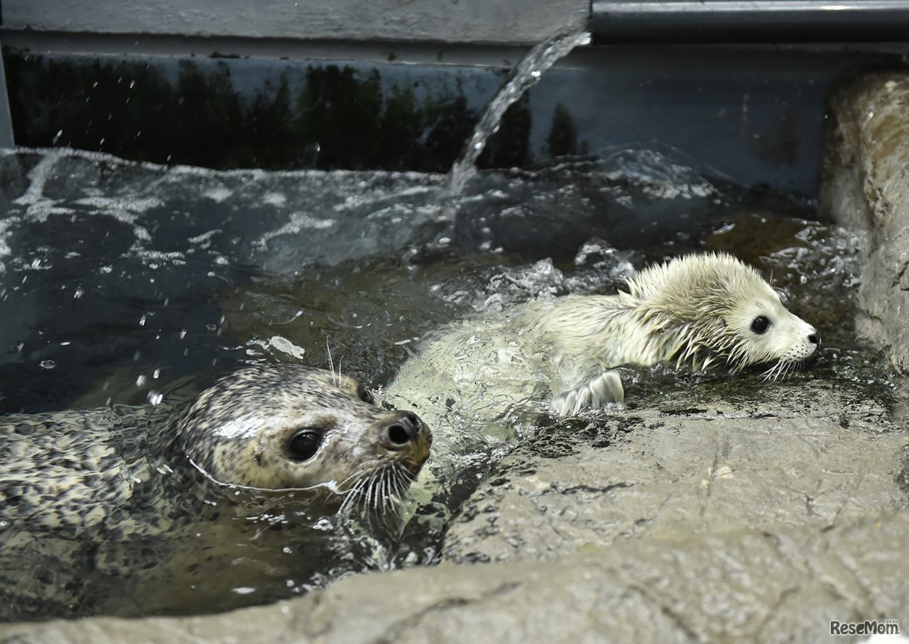 ゴマフアザラシの赤ちゃんと母親「ダイヤ」（1月29日撮影）