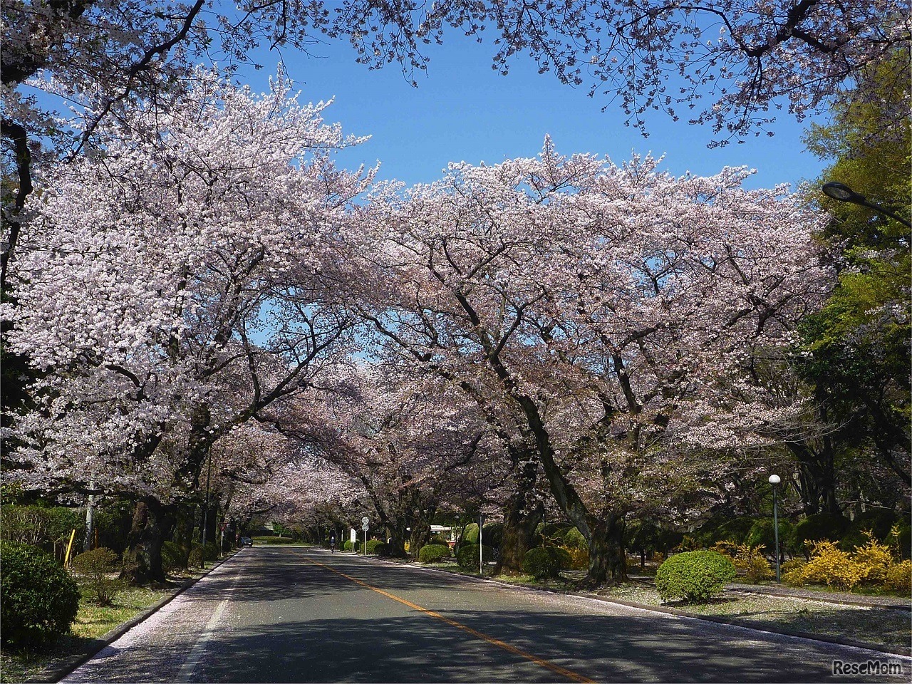 ICUジュニアキャンパス・キャンプ