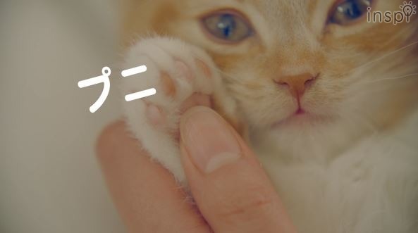 「あれ、もしかしてぼくもプニプニ…？！」（動画のワンシーン）