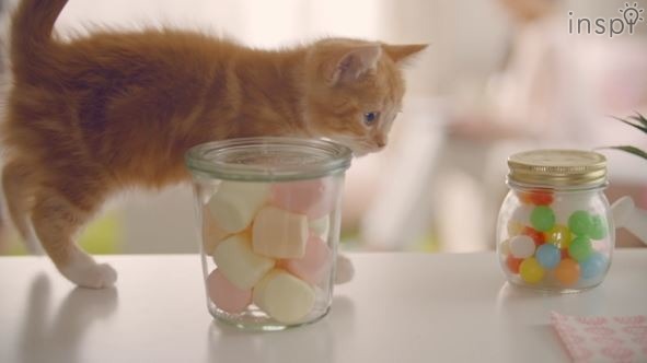 「なんかおもしろいものないかニャー♪」（動画のワンシーン）