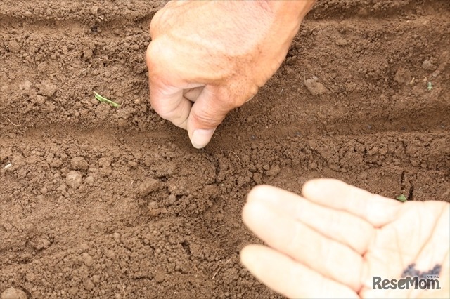 種まき、苗うえ体験