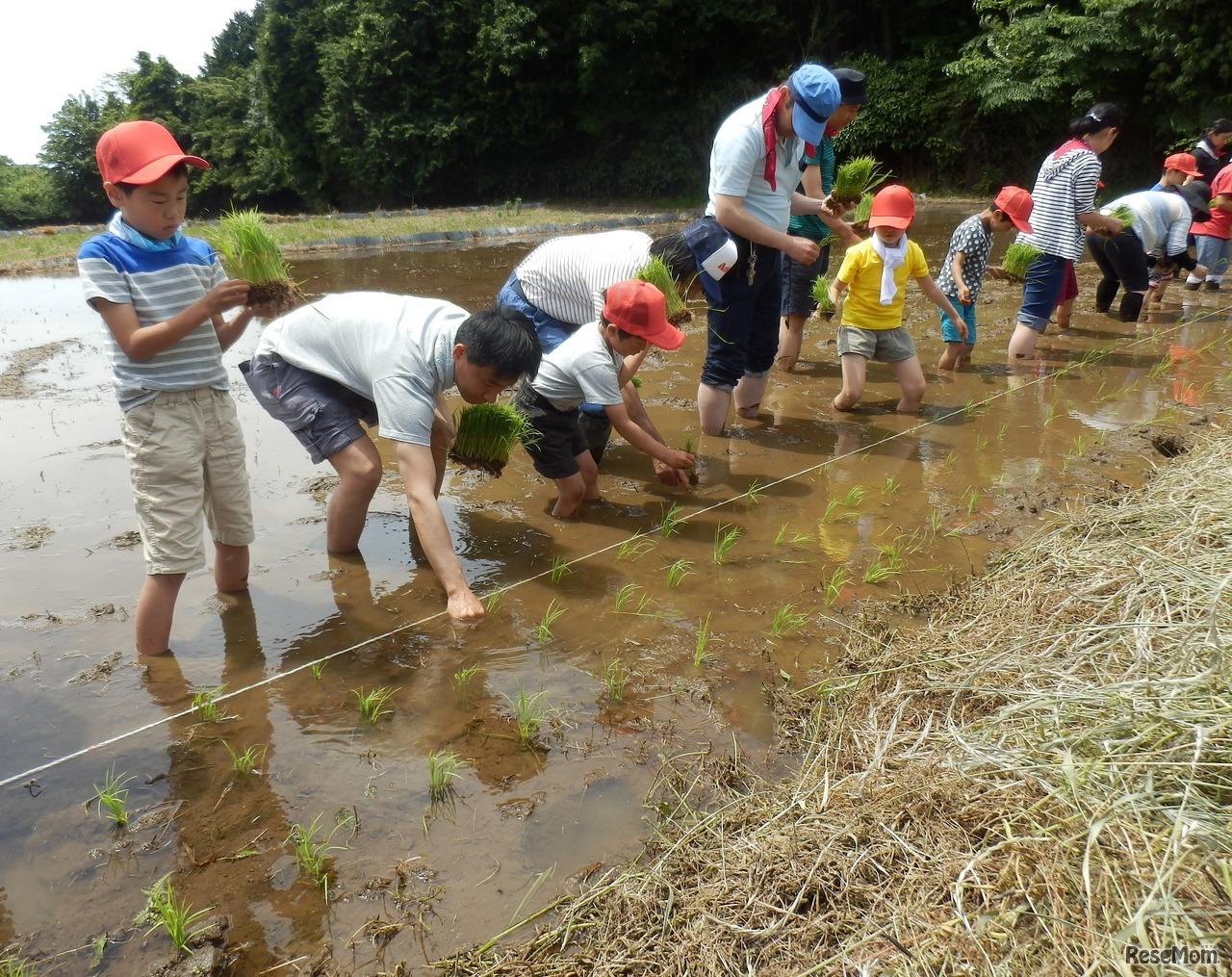 「2018農業体験教室」イメージ　田植え体験のようす