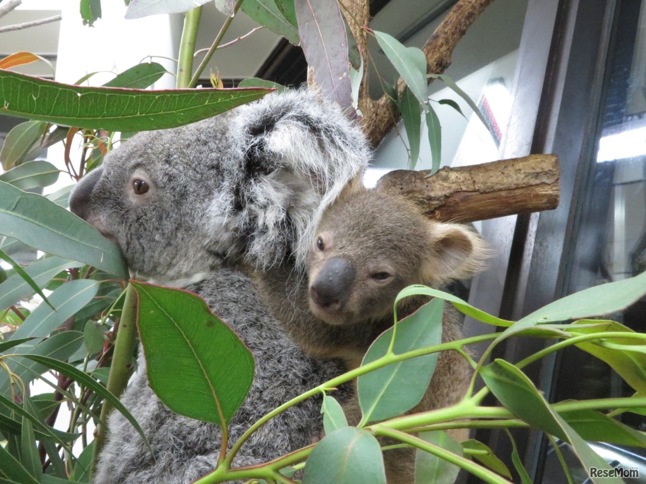 赤ちゃんと母親クイン（平成30年3月20日撮影）