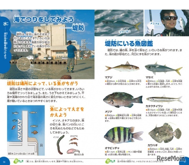 釣りをして魚を観察