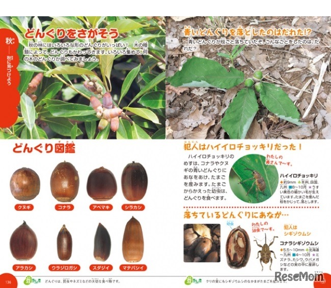 秋に集まる生き物