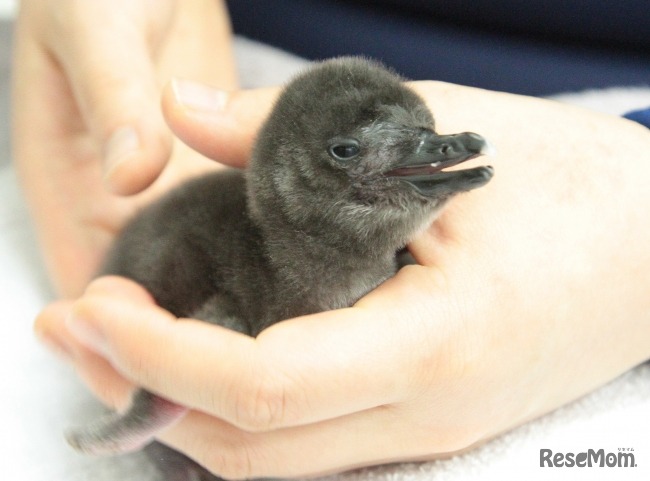 マゼランペンギンの赤ちゃん（生後5日目）