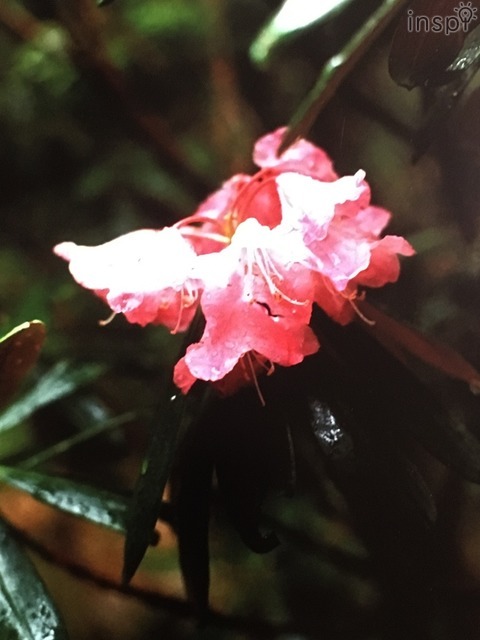 野川かさね作品。